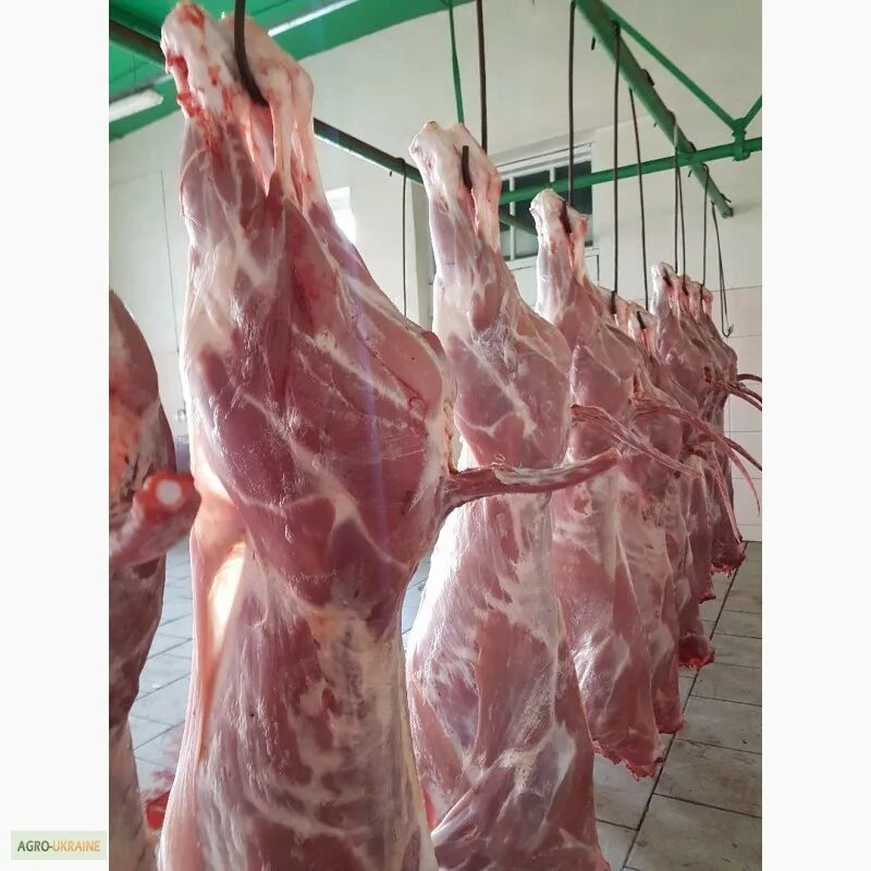 Продам мясо живым весом. Продам мясо живым весом. Свинина. Мясные продукты. Продам мясо живым весом.