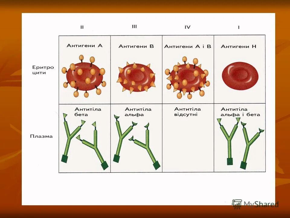 Антитела 2 группы крови. Антитела Альфа и бета. Группы крови Альфа и бета. Антитела и антигены Альфа бета. Группа крови (о)1 Альфа-Бетта.