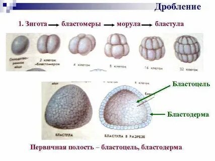 Зигота это многоклеточный зародыш