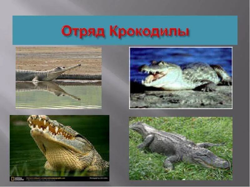 Крокодил размножается на суше. Отряд крокодилы. отряд крокодилы размножение. представители отряда животных крокодилы. позвоночные крокодил.