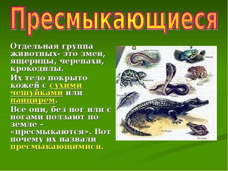 Важность сохранения в природе рептилий на примерах. Сообщение о пресмыкающиеся 3 класс окружающий мир. Пресмыкающиеся рептилии 3 класс окружающий мир. Сообщение о пресмыкающихся 2 класс. Доклад о пресмыкающихся.