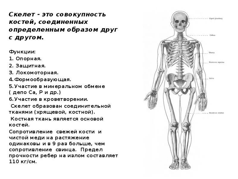 Скелет. Селет. Сообщение про кости. Схемы остеологии.