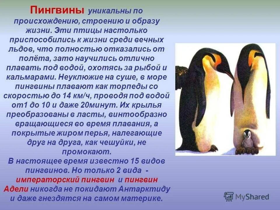 Описание пингвина. Информация о пингвинах. Пингвины кратко. Сообщение о пингвинах. Рассказы про пингвинов для детей