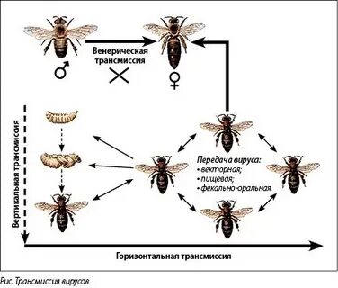 Паралич пчел