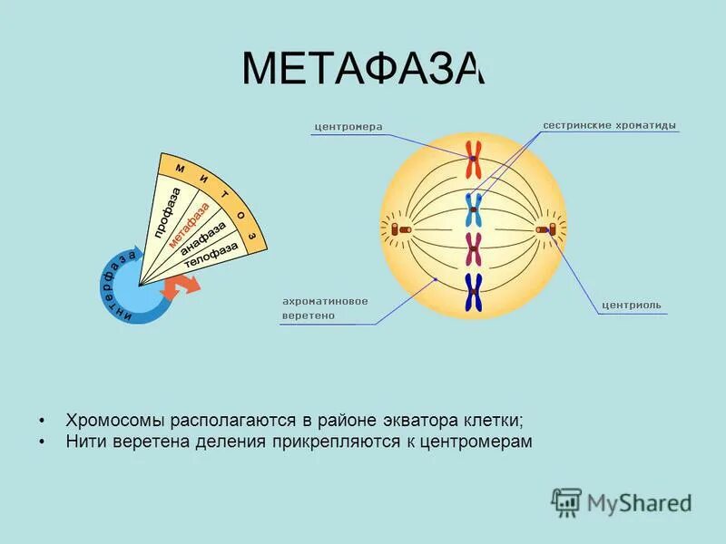 Метафаза результат процесса. Метафаза 1 и метафаза 2. Метафаза результат процесса. Метафаза 1 и метафаза 2. Центриоли в метафазе.