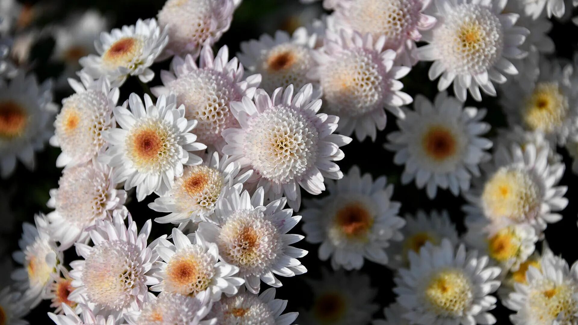 Астры георгины хризантемы. Хризантема коко шанель. Хризантема хало. Хризантема ползучая. Хризантемы мелкие кустовые садовые.