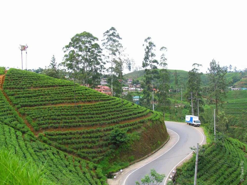 мацеста чай плантации. чайные плантации мацеста чай. чайные плантации как добраться. чайные плантации сочи мацеста. чайная плантация в майкопе.