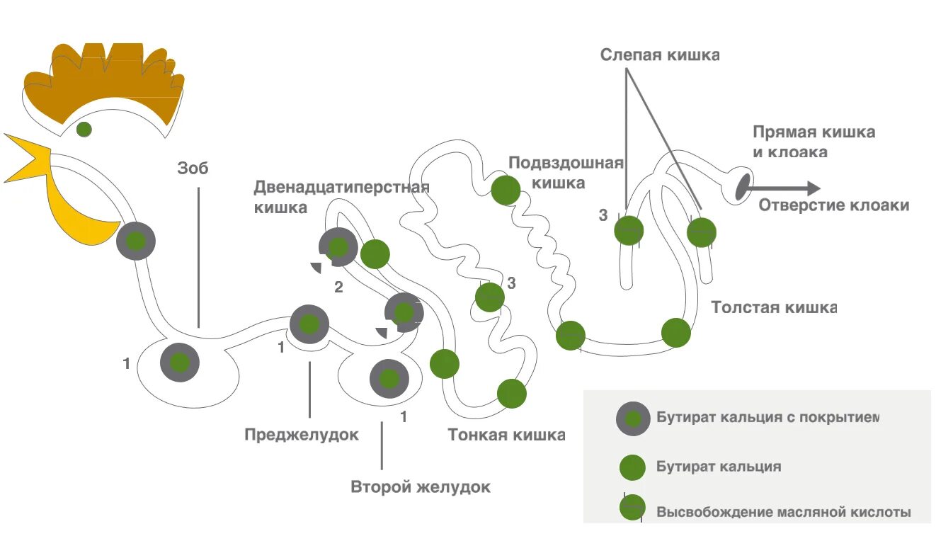 БУТИФОР ССВ. Липаза растительного происхождения. Липаза в желудке. Действие липазы.