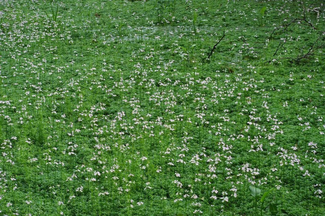 Растения раменского района московской области. Турча Болотная (Hottonia palustris). Растение в Раменском районе. Болотное цветы в лесу. Турча Болотная интересные факты.