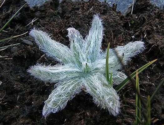 Снежный подорожник. Plantago nivalis. Снежный подорожник 7 букв. Подорожник растение. Лапландский подорожник птица.