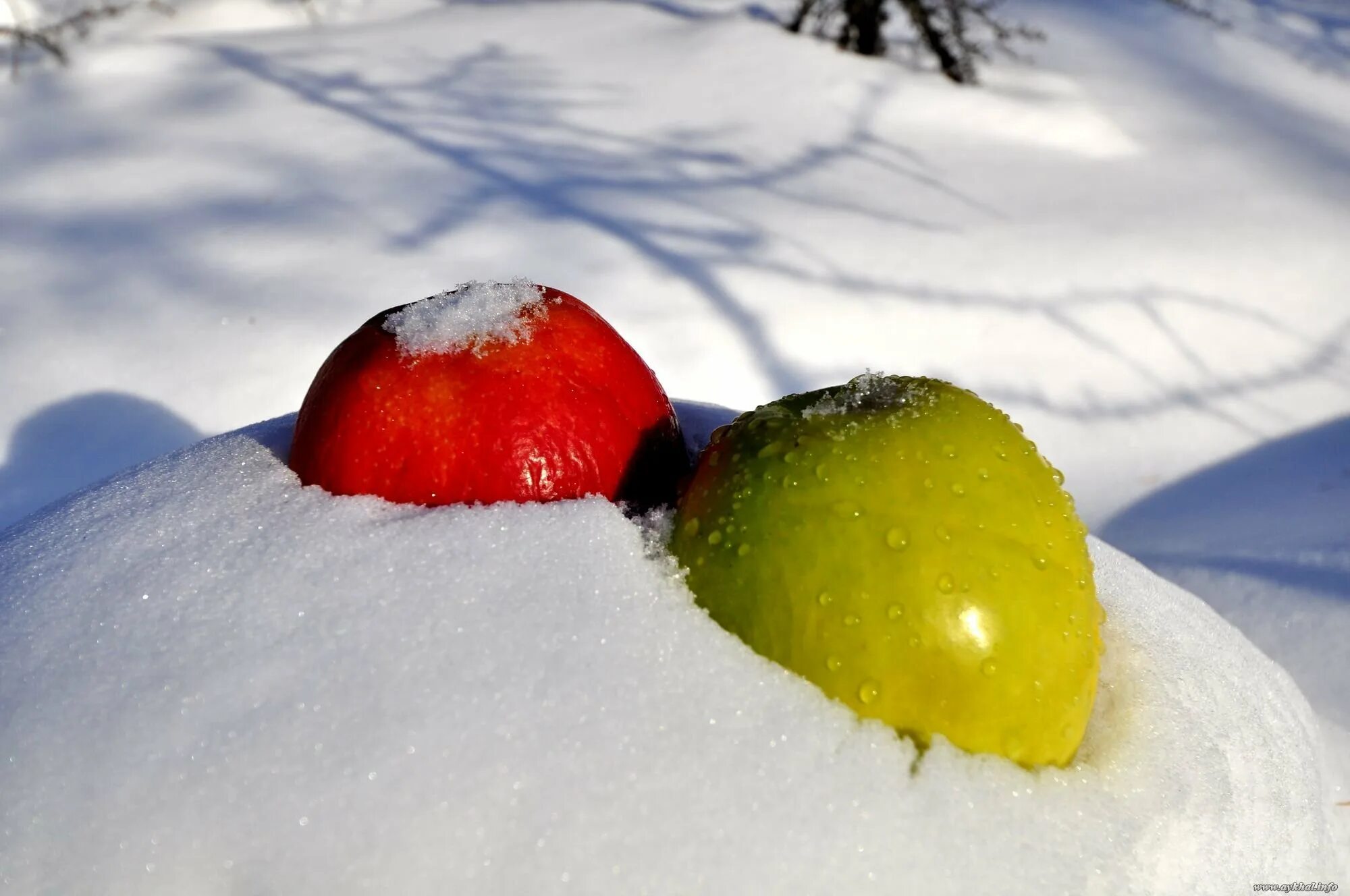 Фрукты в снегу. Яблоки со снегом. Яблоки на зиму. Яблоки со снегом. Зимние розовые яблоки.