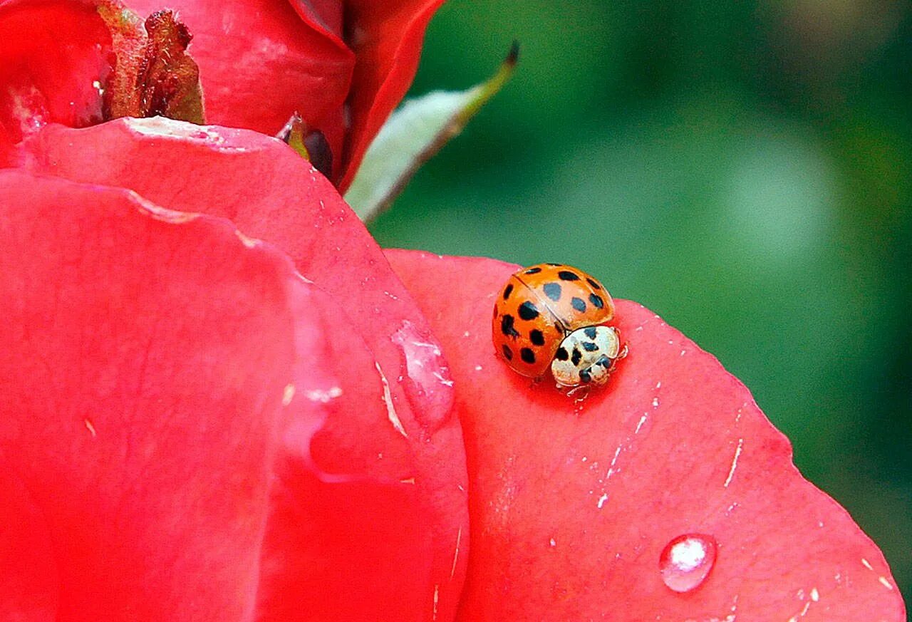 Какие бывают божьи коровки. Божьи коровки. Божья коровка фото. Божья коровка вблизи. Красная Божья коровка.