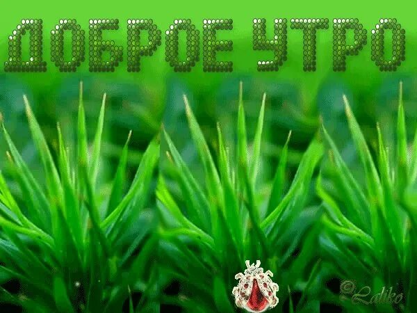 Доброе утро зеленая. Доброе утро в зеленых тонах с надписью. с добрым утром зелень. открытки с добрым утром зеленые. доброе утро травка.