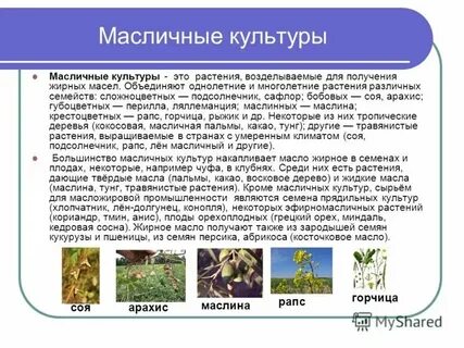 Семейство масличных культур