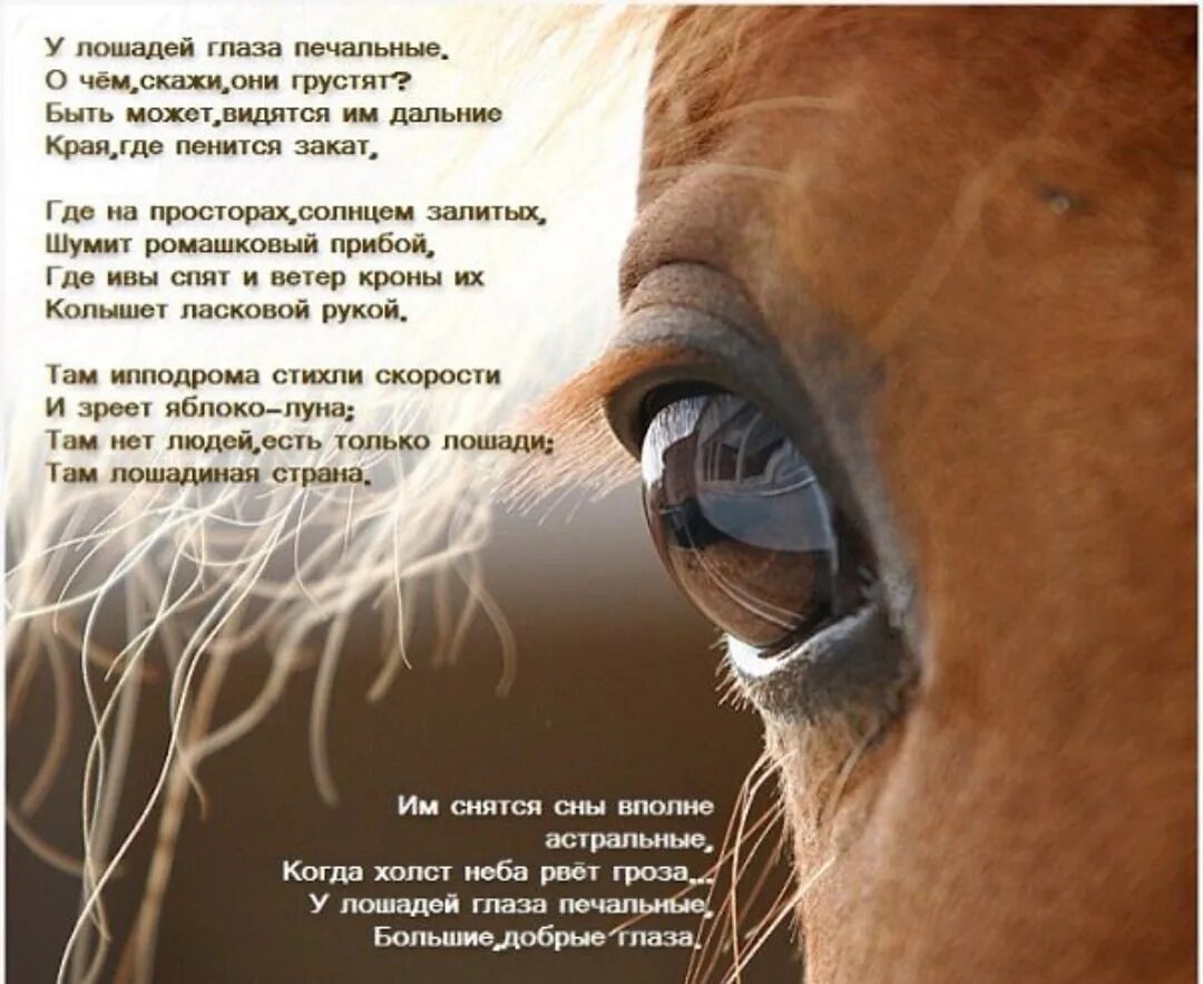 Стихи про лошадей красивые. Цитаты про лошадей. Стих про коня. Стихотворение про лошадь.