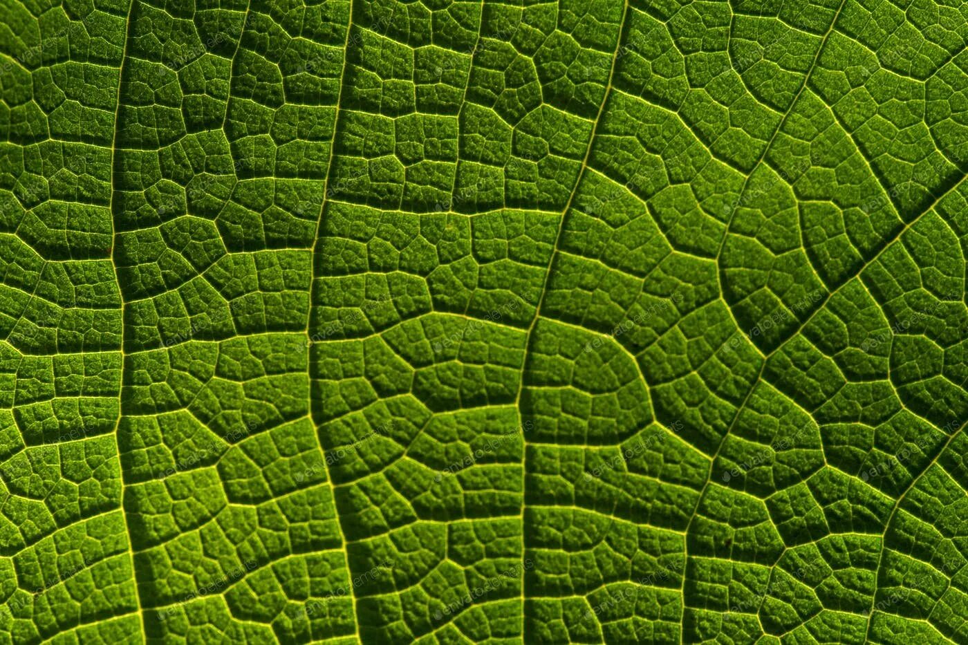 Структурный лист. Структурный лист. Структурный лист. Структурный лист. Структурный лист.