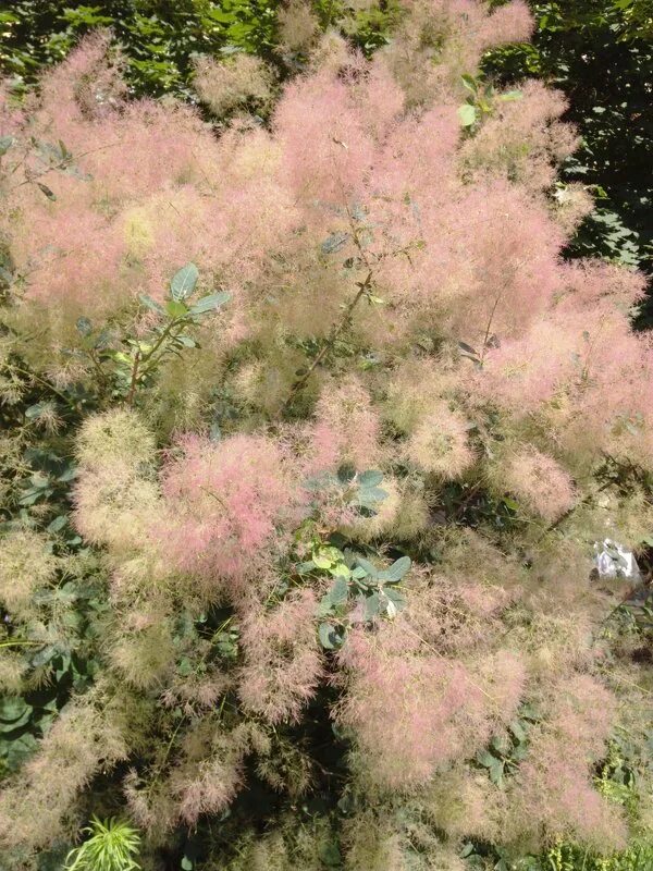 Скумпия кожевенная golden spirit. Дымное дерево фото. Cotinus coggygria — european smoketree. Скумпия кожевенная фламиссио. Дымчатое дерево скумпия в барнауле.