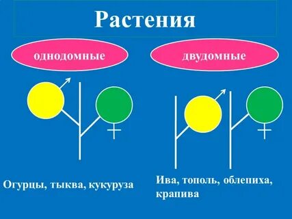 Однодомные и двудомные растения