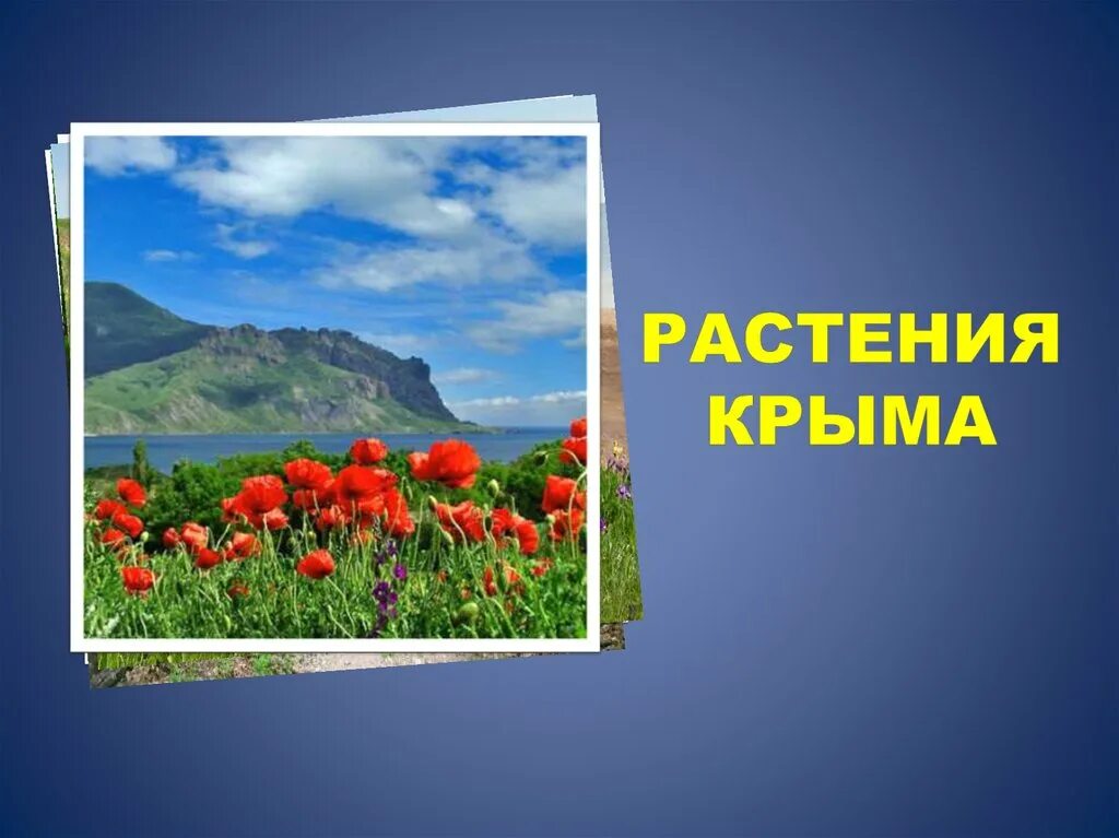 Сообщение о растении крыма. Мир растений крыма. растительный мир крыма презентация. растения крыма слайд. растения крыма презентация.