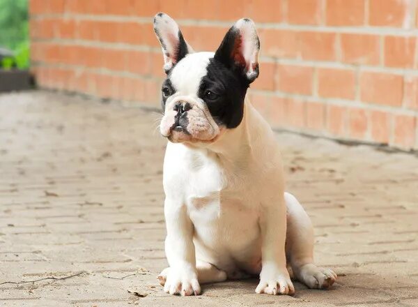 Французский бульдог 2,5 мес. Фраецузкий бульдог 4 мес. Французский бульдог 4 месяца. Бульдог 5 месяцев. Французский бульдог 6 месяцев.
