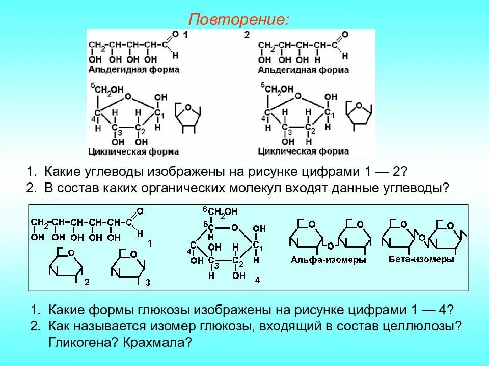 Какие элементы входят в состав углеводов. Углеводы схема строения. строение молекул простых и сложных углеводов. формулы углеводов биохимия. структура молекулы углевода.