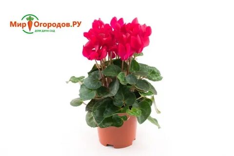 Цикламен уход после покупки