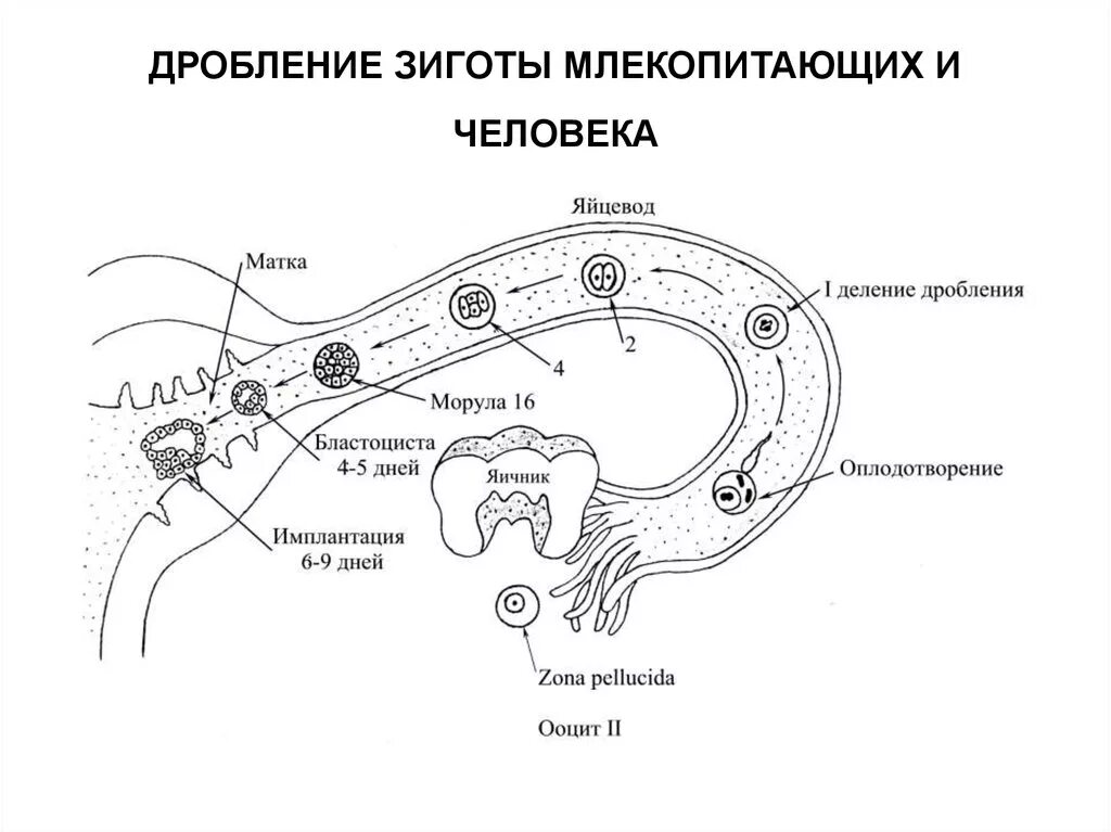 Дробление зиготы млекопитающих. Схема дробления зиготы человека. Схема дробления зародыша человека. Схема дробления зиготы млекопитающих. Яичник зигота