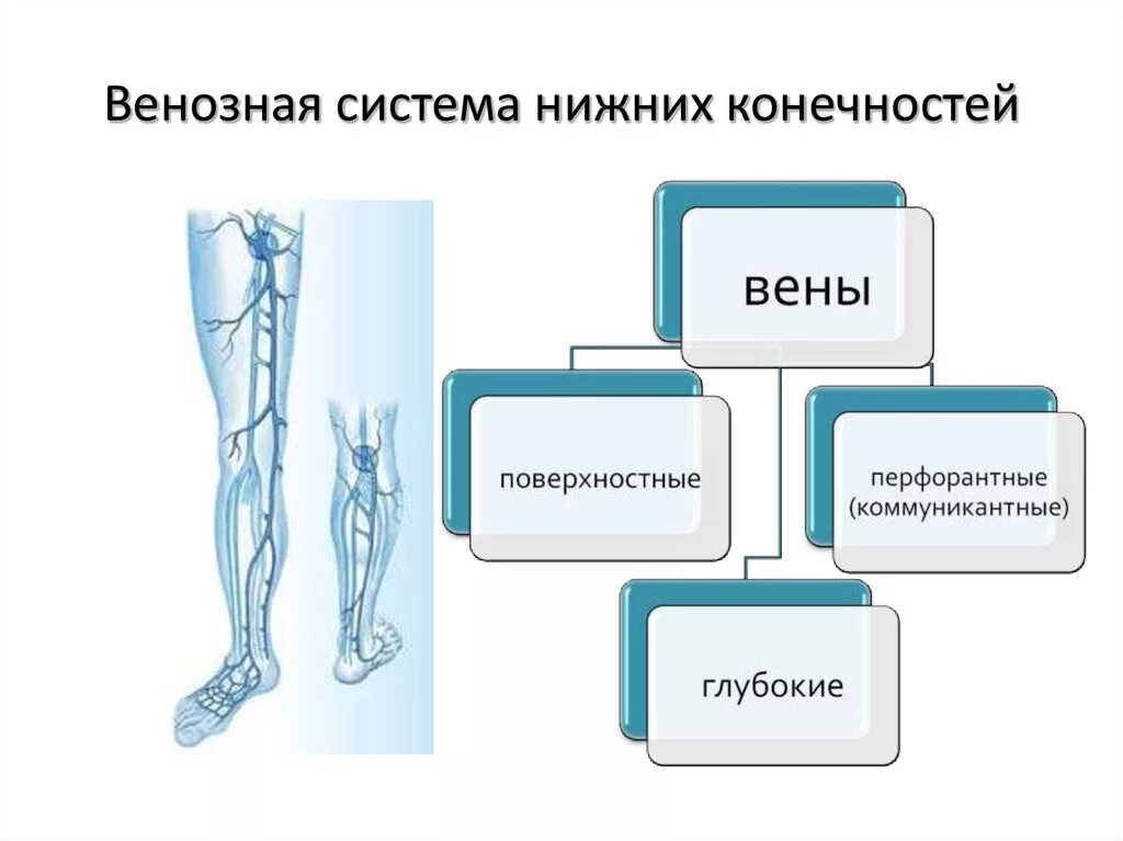 Карта вен нижних конечностей. Перфорантные вены нижних конечностей. Перфорантные вены нижних конечностей анатомия. Поверхностные вены нижней конечности схема. Физиология венозной системы нижних конечностей.