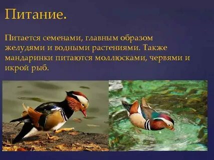 Утка мандаринка описание кратко