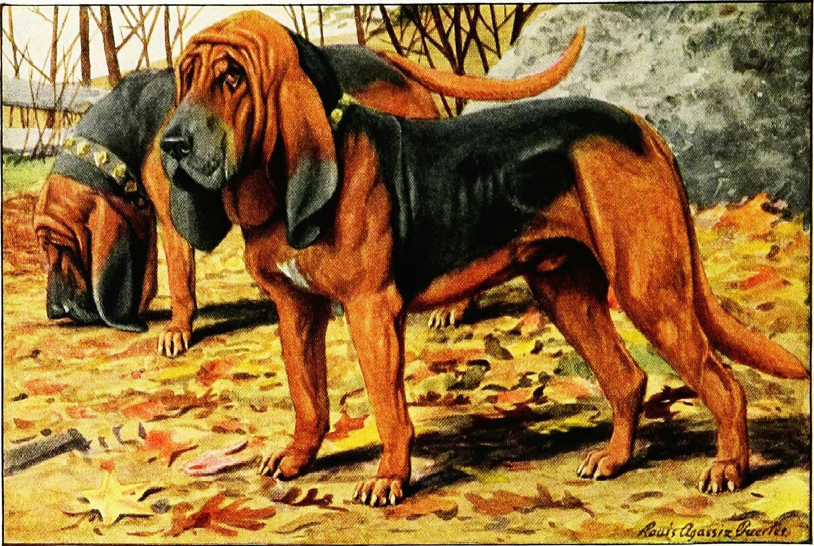 Bloodhound regression