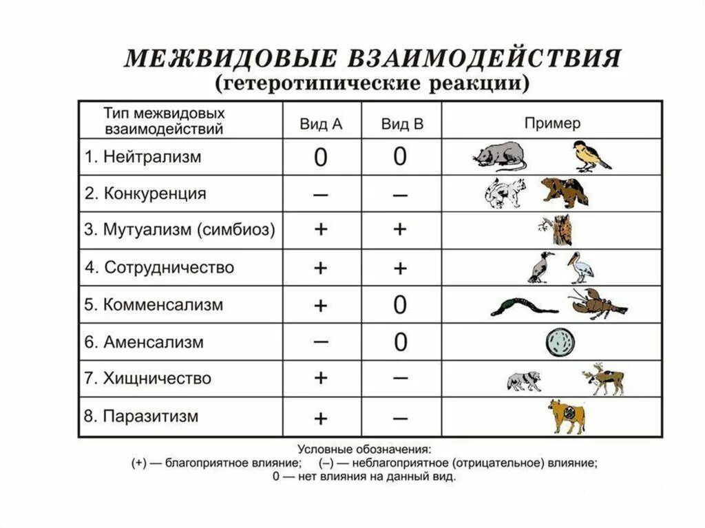 Соотнесите живые организмы с характером их. Биотические связи между организмами таблица. Типы межвидовых взаимоотношений схема. Типы биотических взаимоотношений таблица. Таблица биотические взаимодействия между организмами.