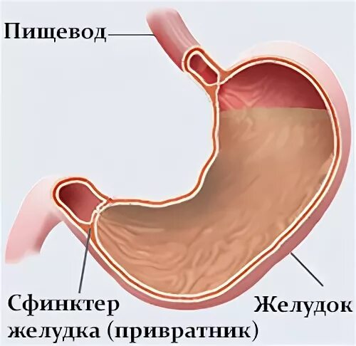 Кто такой привратник. Пилорический сфинктер желудка. Стеноз привратника желудка. Сфинктер привратника желудка.