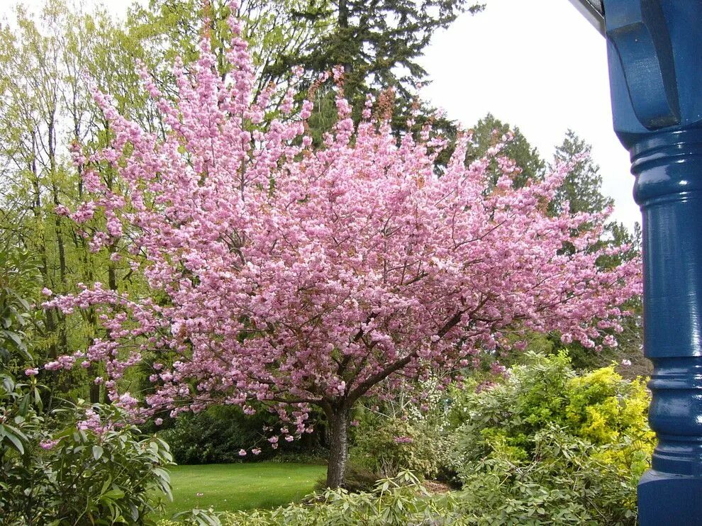 Сакура в подмосковье. Миндаль трехлопастной Prunus triloba. Луизеания (миндаль трехлопастный, Сакура). Вишня мелкопильчатая Аманогава. Миндаль черешковый.