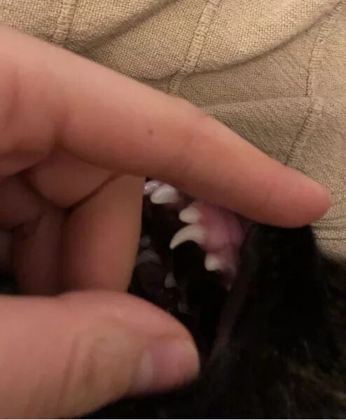 нижний выпасть