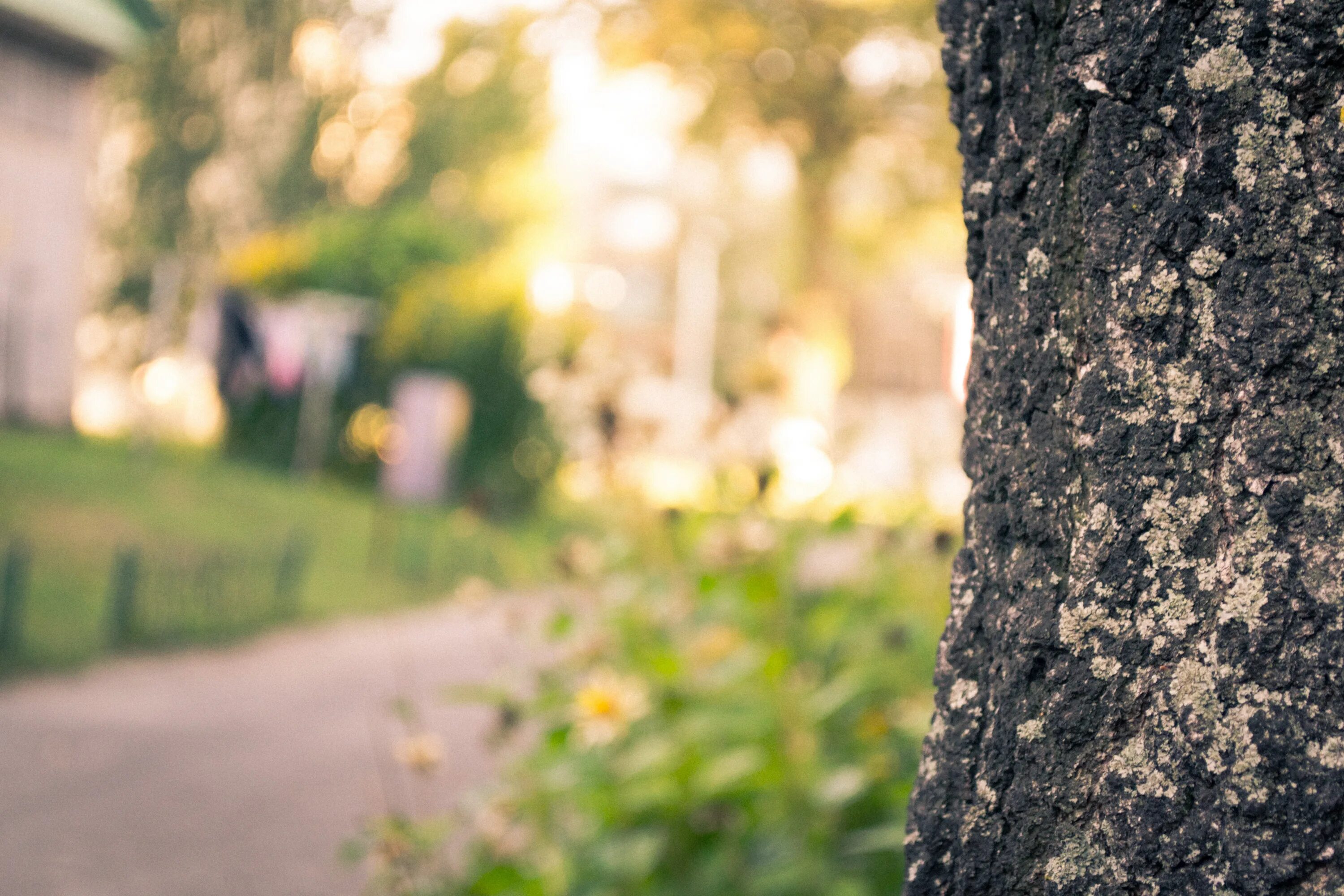 Cant find background. Фон синий градиент. Размытые деревья. Вальдо. Cant find background.