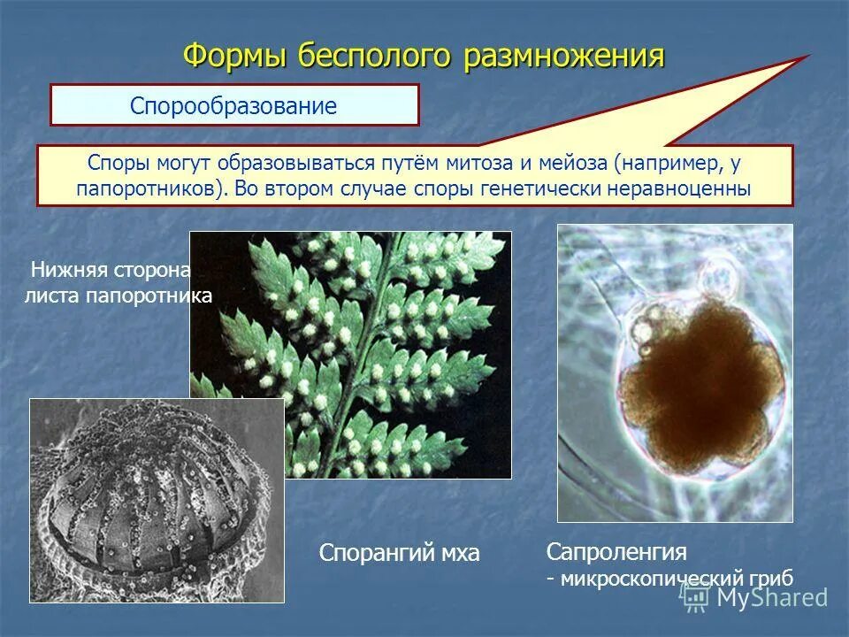 Деление клеток спорангия мейозом