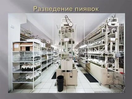 Международный центр пиявки