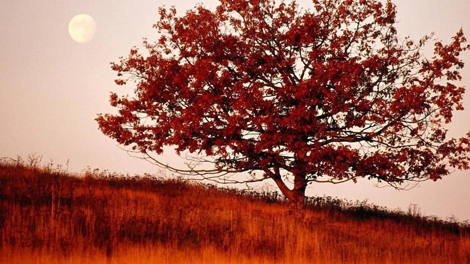 Ни дерева. Самые лучшие деревья. Дерево ЙАКТИН. Красное дерево с далека. Better end деревья.
