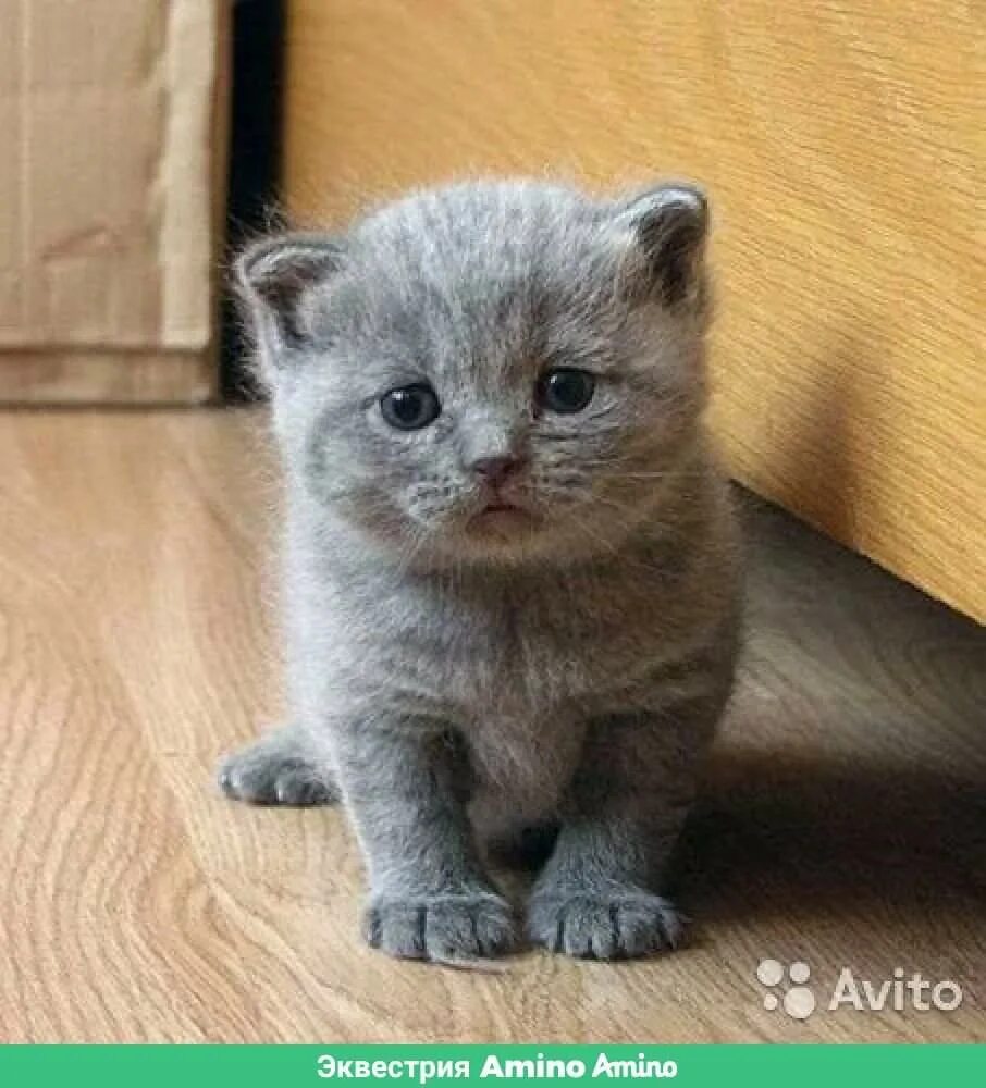 Коты которые не растут