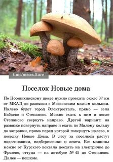 Московский грибник