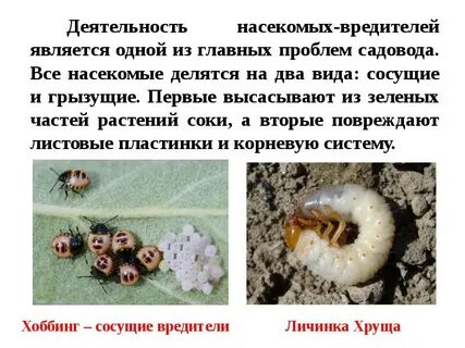 Сельскохозяйственные вредители насекомые примеры