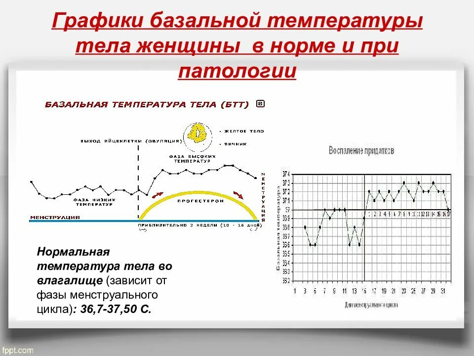 Температура женщины перед месячными. График измерения базальной температуры в норме. График базальной температуры с овуляцией. Как составить график базальной температуры для определения овуляции. График базальной температуры норма с примерами.