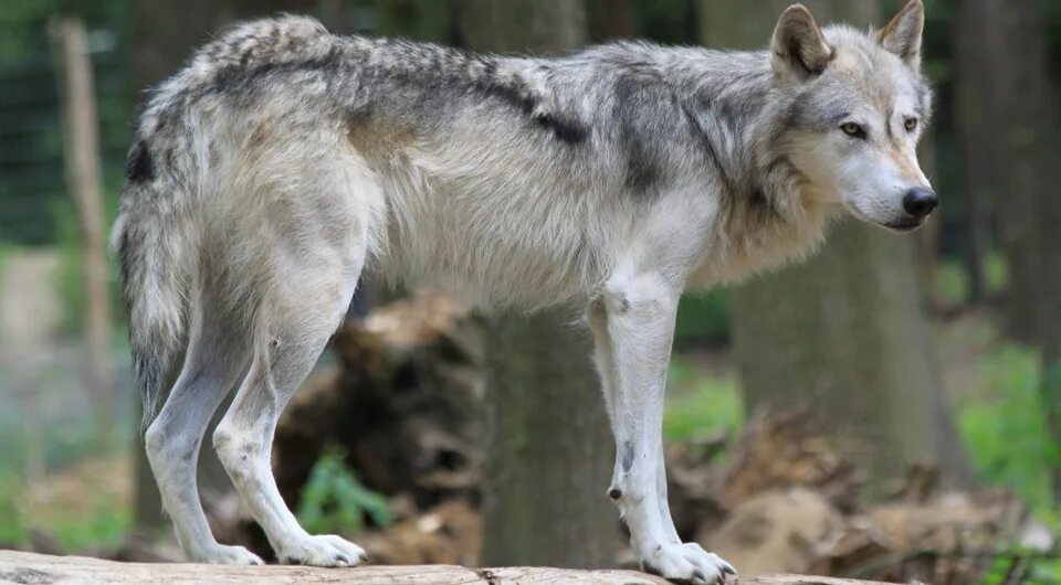 Волк 1 9 5. Швейцарский волк. Волк обыкновенный. Ручной волк. Знаменитый волк.
