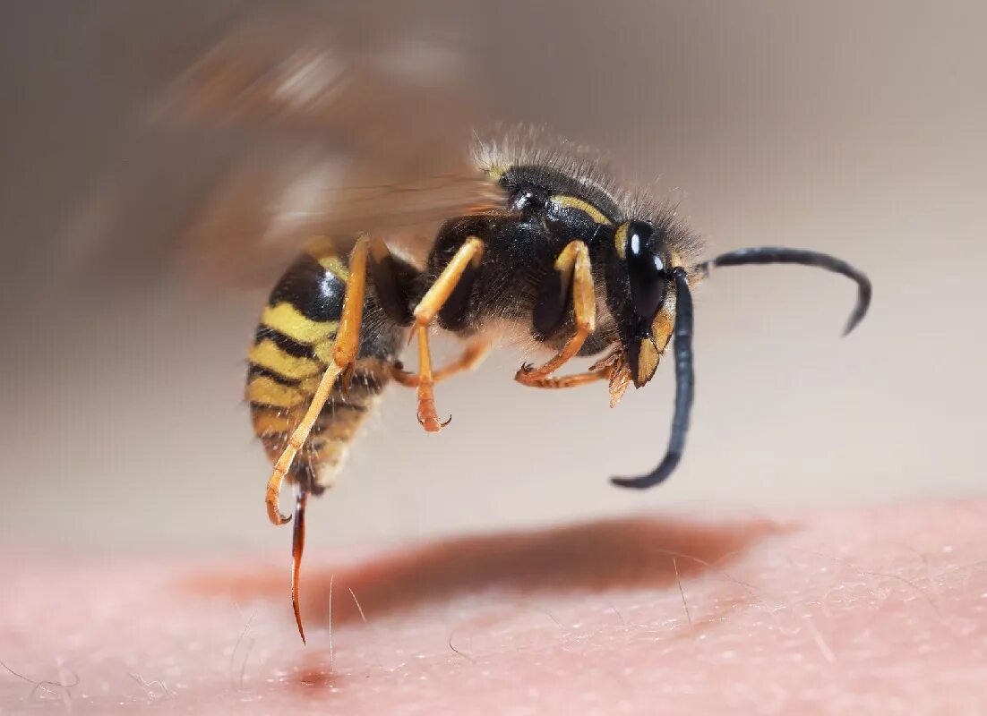 Шершень Оса пчела жало. Шмель пчела Оса Шершень укусы. Wasp Sting.