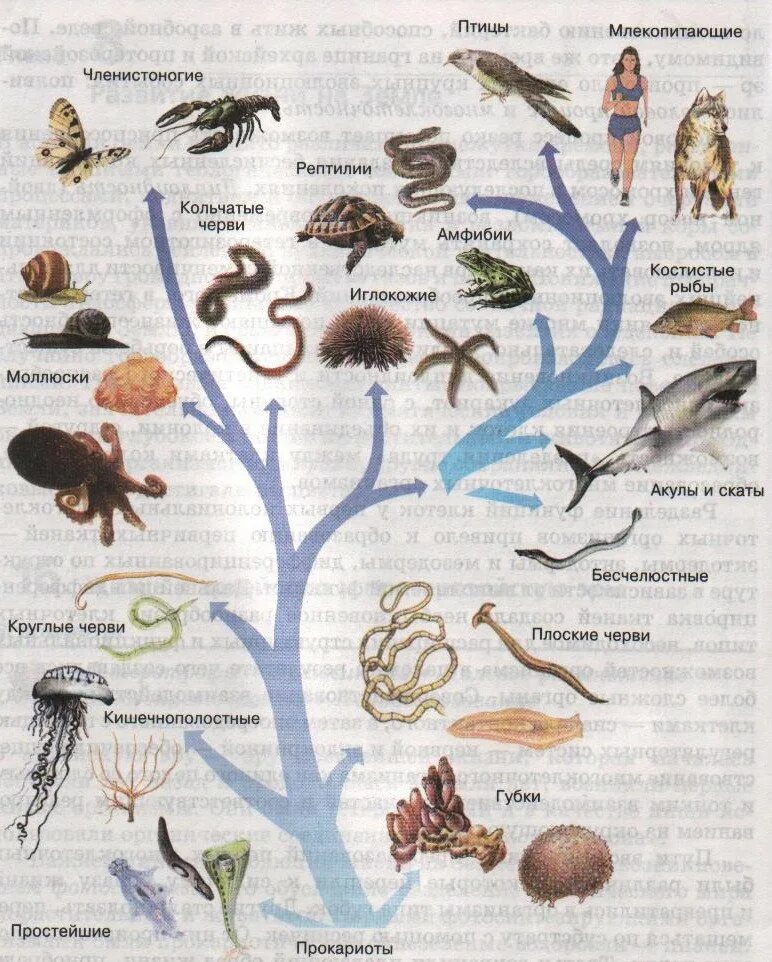 Как располагаются группы животных на родословном. Эволюционное Древо жизни биология.