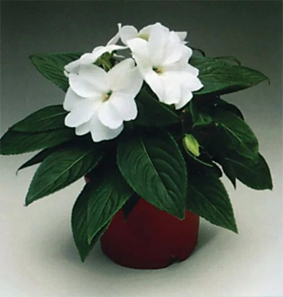 Бальзамин новогвинейский белый. Бальзамин комнатный белый. Бальзамин новогвинейский Divine белый. Бальзамин White gardenia.