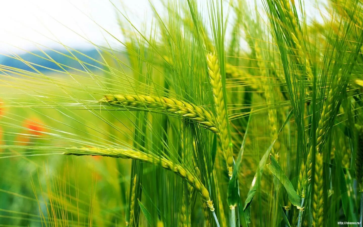 Сельское хозяйство растения. Рожь агрокультура. Пшеница. Колосья. Поле пшеницы.