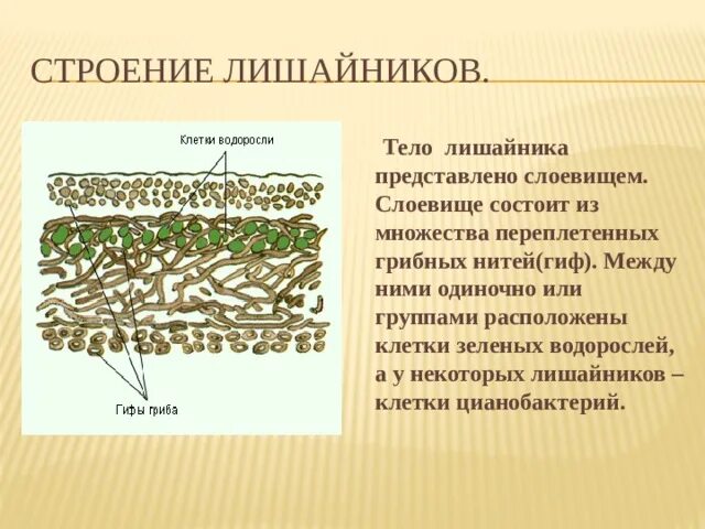 Тело лишайников состоит из ответ. Строение слоевища лишайника рисунок. Схема строения лишайника. Строение лишайника 10 класс. Строение лишайников рис 67.