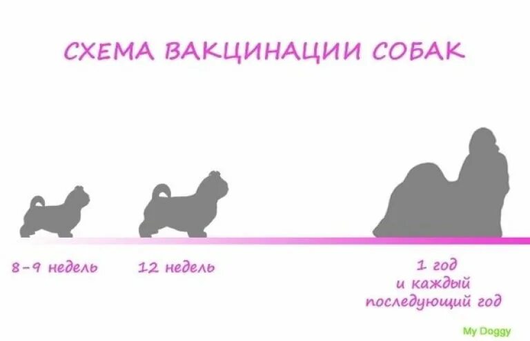 Первая прививка щенку возраст. Прививки для 2 месячного щенка. Схема вакцинации собак. Схема прививок для собак. Прививки для собак схема.