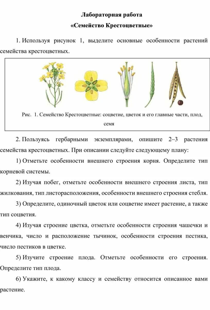 Лабораторная работа изучение внешнего строения пастушьей сумки. Лабораторная работа изучение внешнего строения пастушьей сумки